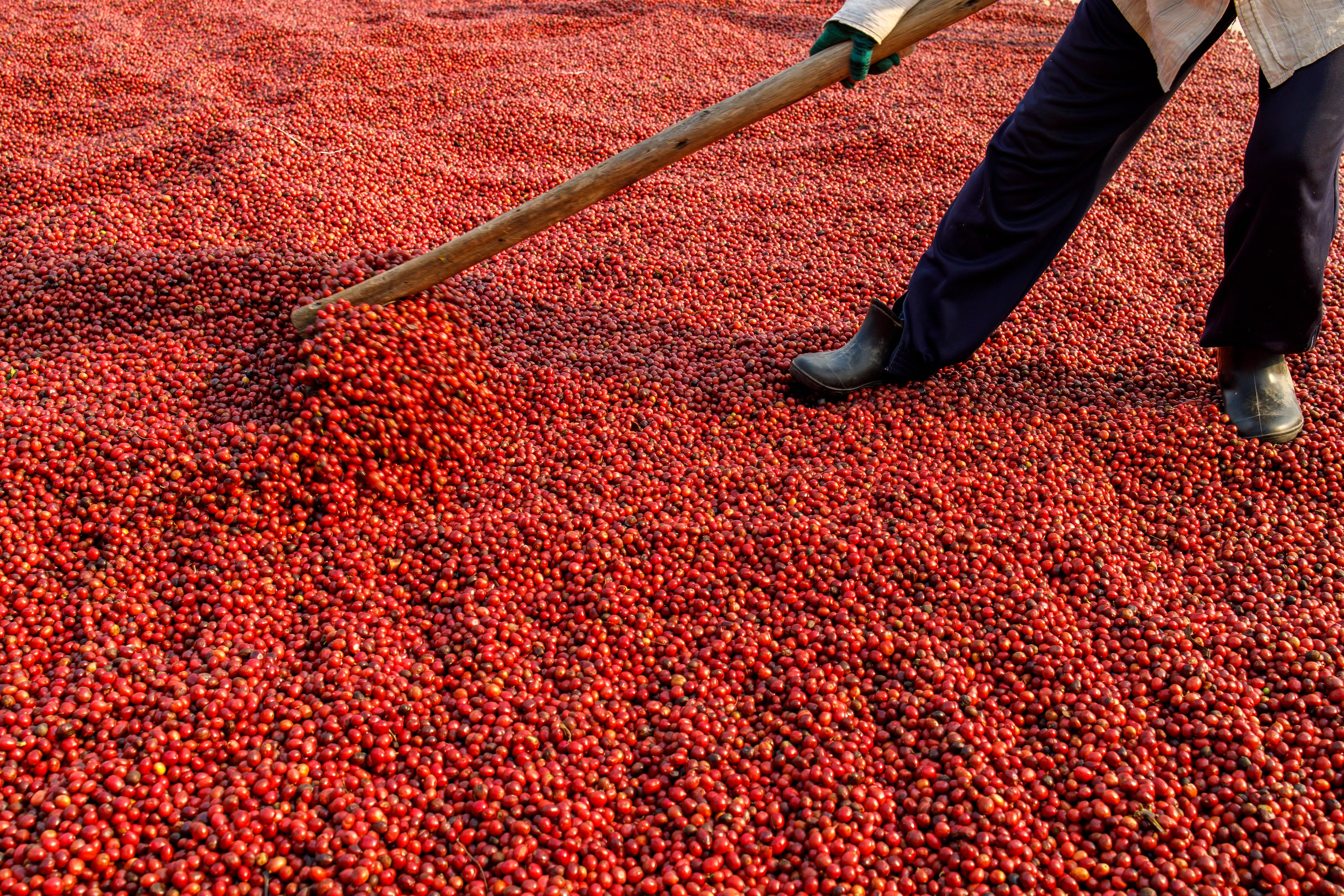 Coffee processing: Natural, washed and honey