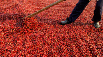 Coffee processing: Natural, washed and honey